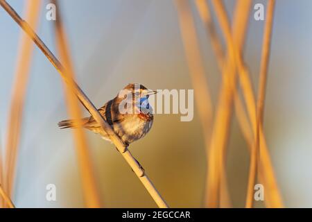 bluethroat sitting on a reed at sunrise Stock Photo