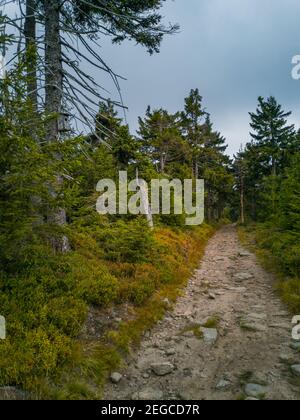 Long stony pathway in Owl Mountains between bushes and trees Stock Photo