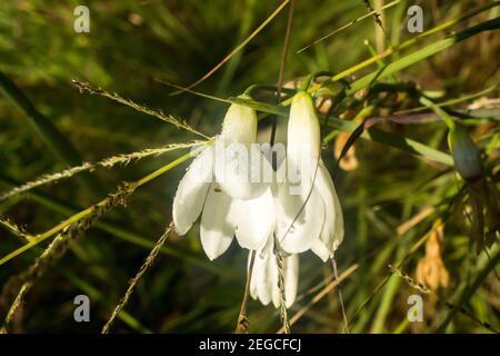 The white, dew covered, flowers of the summer hyacinth, Goltonia Candicans, photographed in the Late afternoon in the Afromontane Grasslands of the Dr Stock Photo