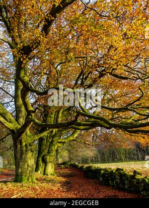Beech trees in spectacular late autumn colour at Black Rocks on the High Peak Trail Cromford Derbyshire Peak District England UK Stock Photo