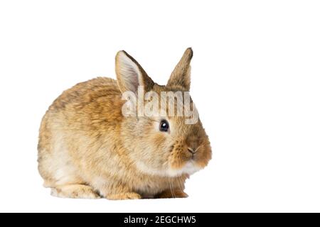 gray rabbit isolated on white background Stock Photo