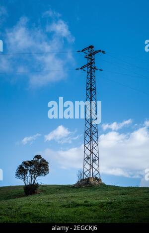 Lonely tree and electricity pylon during trekking in the woods of the Livorno hills from Le Palazzine to Rosignano Marittimo, Tuscany, Italy Stock Photo