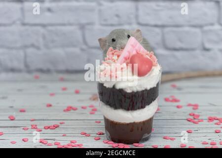 Grey cute decorative rat sits next to sweet dessert. A piece of birthday chocolate cake decorated with a pink heart and chocolate bar. Hearts are scat Stock Photo