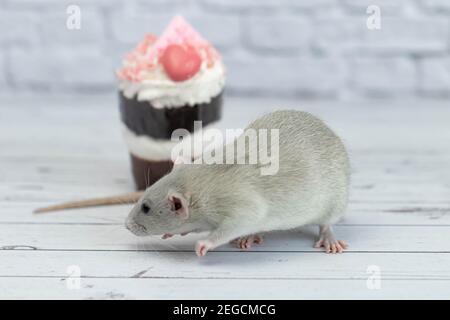 Grey cute decorative rat sits next to sweet dessert. A piece of birthday chocolate cake decorated with a pink heart and chocolate bar. Hearts are scat Stock Photo