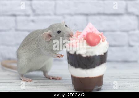 Grey cute decorative rat sits next to sweet dessert. A piece of birthday chocolate cake decorated with a pink heart and chocolate bar. Hearts are scat Stock Photo