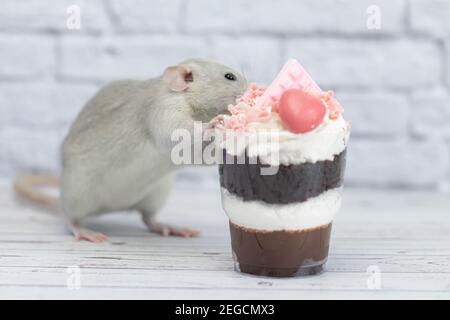 Grey cute decorative rat sits next to sweet dessert. A piece of birthday chocolate cake decorated with a pink heart and chocolate bar. Hearts are scat Stock Photo