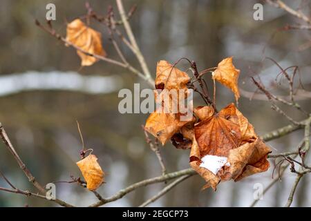 Dry leaves on a branch of a tree covered with snow or frost, cold temperature Stock Photo
