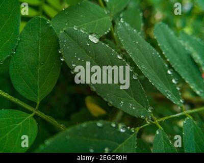 Small drops of morning dew lying on small leaf Stock Photo