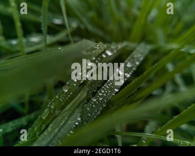 Small drops of morning dew lying on blades of grass Stock Photo