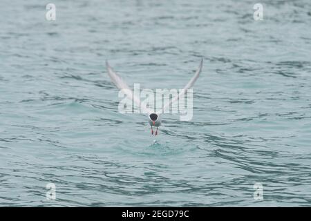 Antarctic Tern in Fortuna Bay South georgia Stock Photo