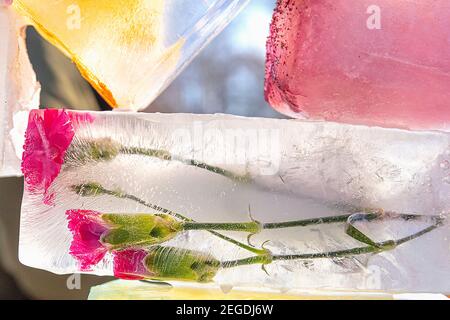 Frozen fresh flowers, air bubbles in an ice cube. Flower in ice. High quality photo Stock Photo