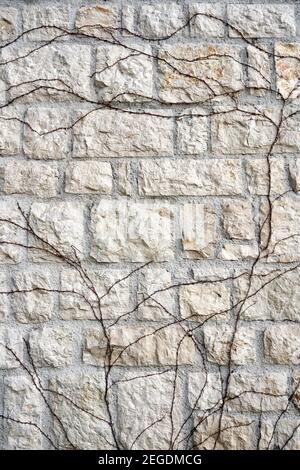 branches of ivy growing on the texture stone pattern wall ivory beige color Stock Photo
