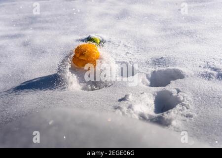Yellow Pepper in White Snow Bouncing on a Winter Day Stock Photo