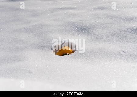 Yellow Pepper in White Snow Lying on Ground Stock Photo