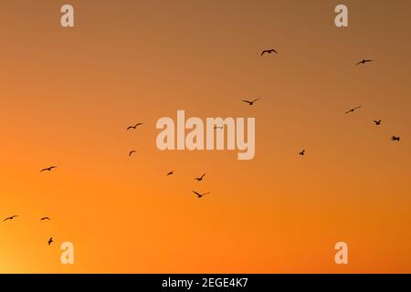 Birds flying in an orange sunset sky Stock Photo
