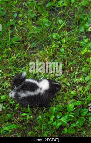 Striped Skunk (Mephitis mephitis) Kit Alone in Grass Copy Space Summer - captive animal Stock Photo