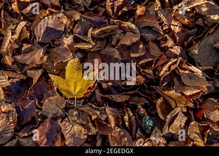 A yellow leaf rests on a bed of dry brown leaves Stock Photo