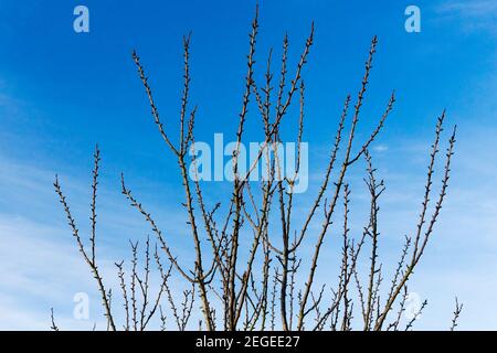 Buds appearing on a greengage tree against a blue sky.  An early sign of spring. Stock Photo