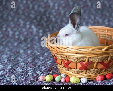 White Easter Bunny with red eyes in a wooden basket with painted eggs Stock Photo