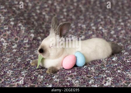White Easter Bunny with red eyes on a colorful blanket and colorful eggs Stock Photo