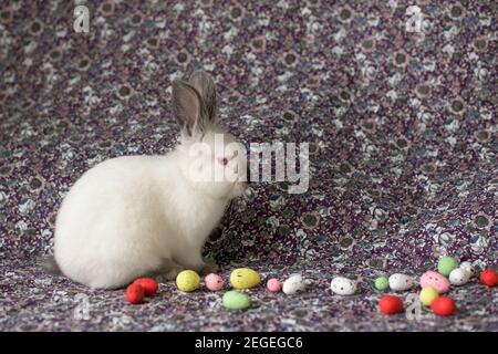 White Easter Bunny with red eyes on a colorful blanket and colorful eggs Stock Photo