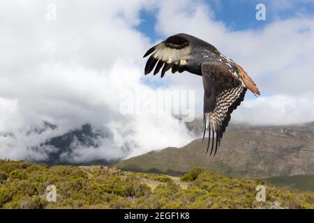 Close up of an Augur buzzard in flight in Ethiopian highlands. Stock Photo