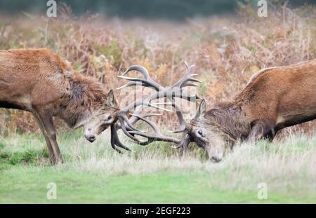 Close up of Red deer fighting during rutting season in UK. Stock Photo
