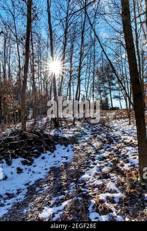 Sun rays streaming through tree trunks in a snow-covered birch grove on sunrise in Czech Republic. Winter sunny day in the forest. Stock Photo