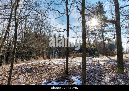 Sun rays streaming through tree trunks in a snow-covered birch grove on sunrise in Czech Republic. Winter sunny day in the forest. Stock Photo