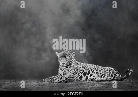 Black and white image of a Jaguar lying on a river bank, Pantanal, Brazil. Stock Photo