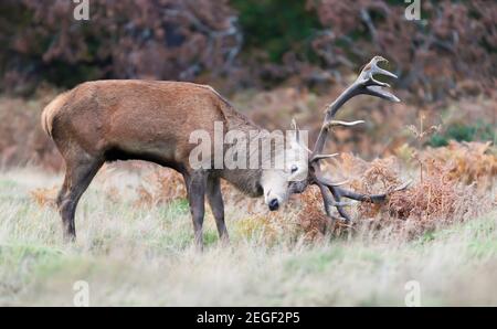 Close-up of a red deer stag trying to put on bracken on antlers during rutting season in autumn, UK. Stock Photo