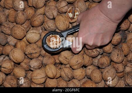 tool for cutting walnuts in hands on a background of nuts Stock Photo