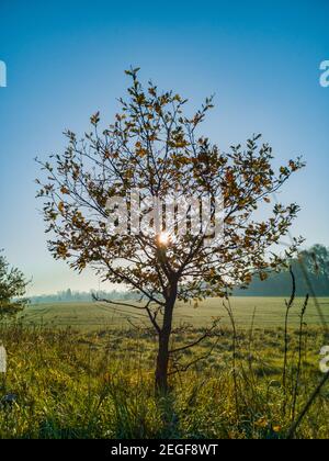 Small tree with green and yellow fields around and shining sun behind Stock Photo