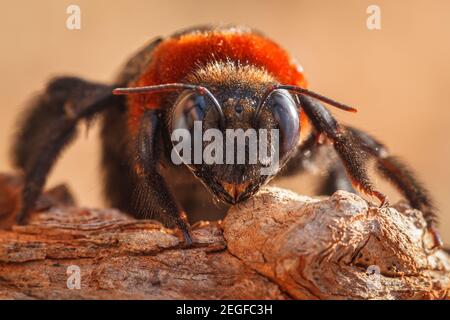 Close-up portrait of Giant Carpenter Bee, Xylocopa flavorufa, Bela-Bela, Limpopo Province, South Africa Stock Photo