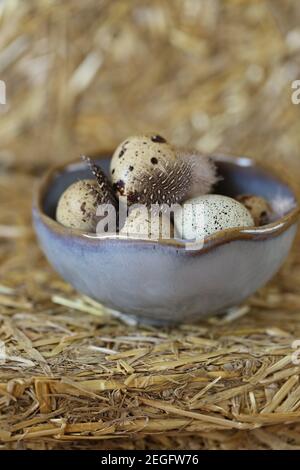 Quail eggs and feathers in a gray ceramic cup on a hay background.Farm products . Organic natural quail eggs.High quality protein source.Super food.  Stock Photo