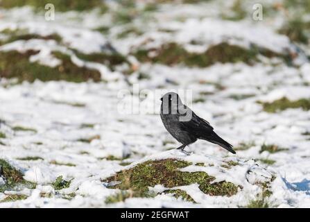 Jackdaw (Corvus monedula) standing on an ant hill in the snow Stock Photo