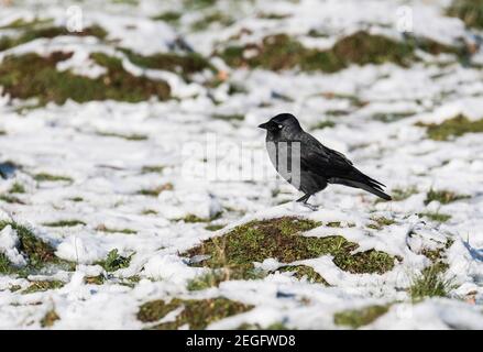 Jackdaw (Corvus monedula) standing on an ant hill in the snow Stock Photo