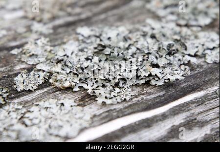 Grey lichen on the wooden bench. Stock Photo