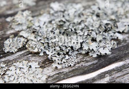 Grey lichen on the wooden bench. Stock Photo