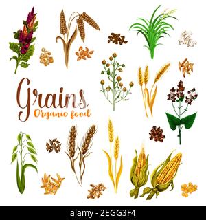 Grain seed of cereal with ear icon set of natural organic super food. Wheat, barley and rice, oat, rye and corn or maize, millet, buckwheat, quinoa an Stock Vector