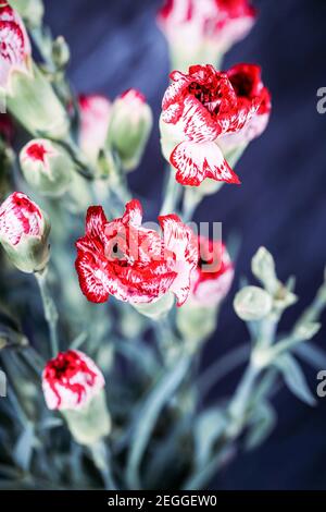 Vivid red white small carnations on a dark background Stock Photo