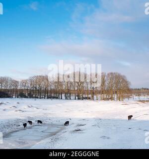 scottish highlanfder cattle in snow covered winter landscape of dutch province utrecht near rhenen and elst Stock Photo