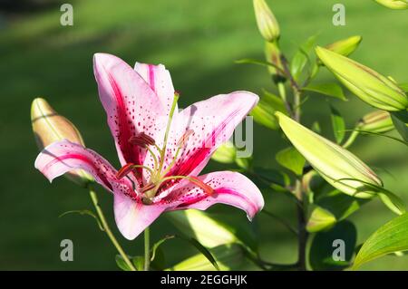 Pink Oriental Lily with buds (Lilium orientalis) Stock Photo