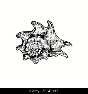 Hand drawn seashell. Ink black and white drawing. Illustration Stock Photo