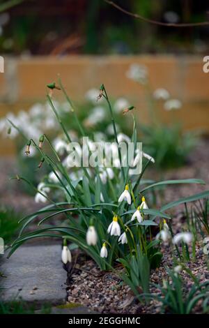 Galanthus Woronowii Elizabeth Harrison,yellow snowdrop,yellow snowdrops, spring, flower, flowers, flowering,Garden, gardens,RM floral Stock Photo