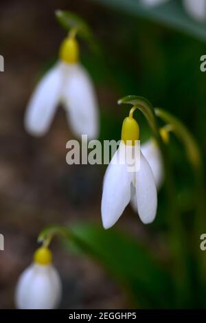 Galanthus Woronowii Elizabeth Harrison,yellow snowdrop,yellow snowdrops, spring, flower, flowers, flowering,Garden, gardens,RM floral Stock Photo