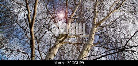 Spring Sun Shining Through Canopy Of Tall birch Trees. Birch branches on Sunny Day. Spring is coming Stock Photo