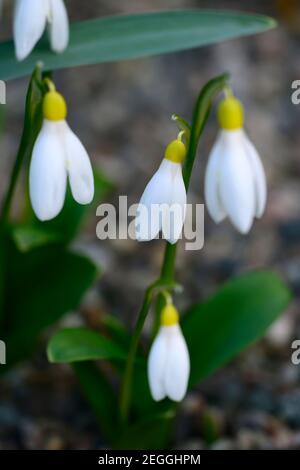 Galanthus Woronowii Elizabeth Harrison,yellow snowdrop,yellow snowdrops, spring, flower, flowers, flowering,Garden, gardens,RM floral Stock Photo