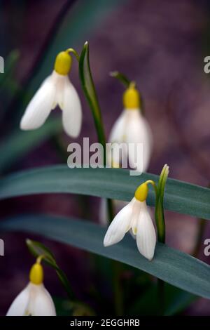 Galanthus Woronowii Elizabeth Harrison,yellow snowdrop,yellow snowdrops, spring, flower, flowers, flowering,Garden, gardens,RM floral Stock Photo