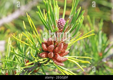 pole of pinecones on branch Stock Photo